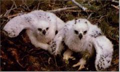 birds